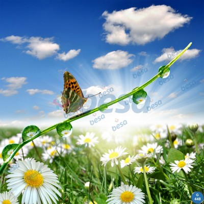 Montajlanmış Görseller